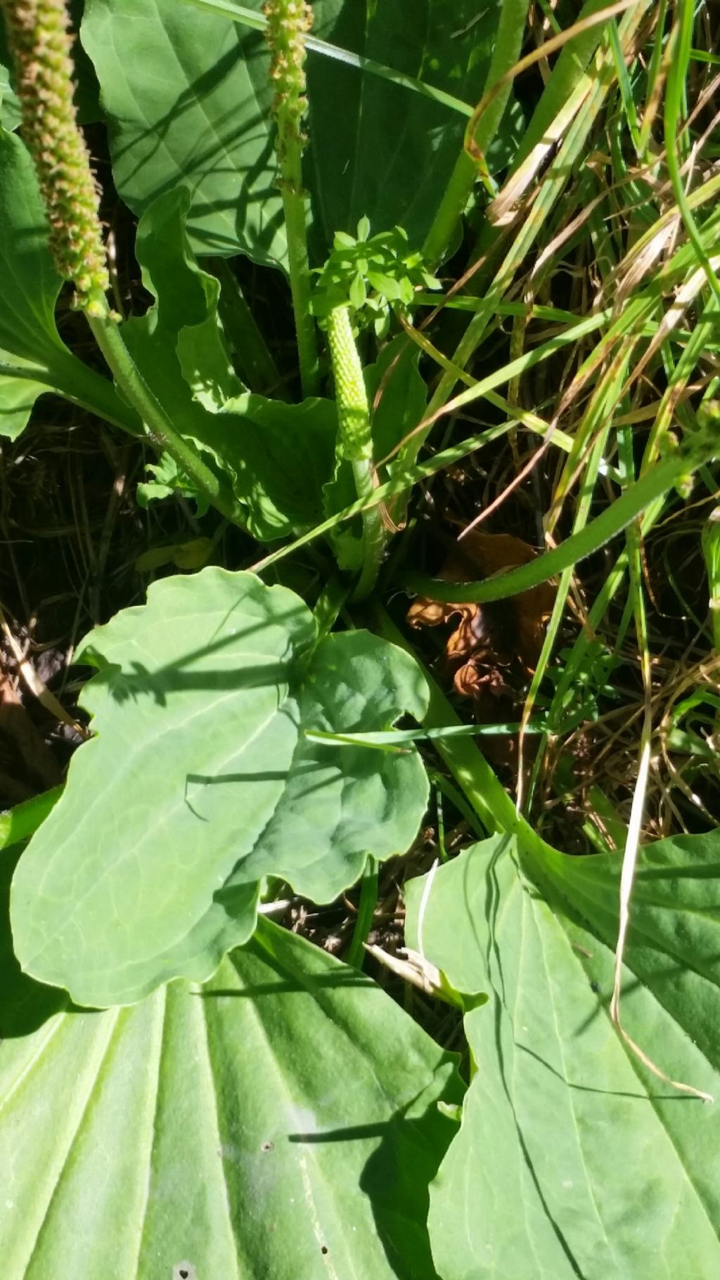 Plantago major